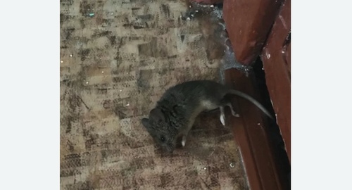 Дезинфекция от мышей в Черногорске