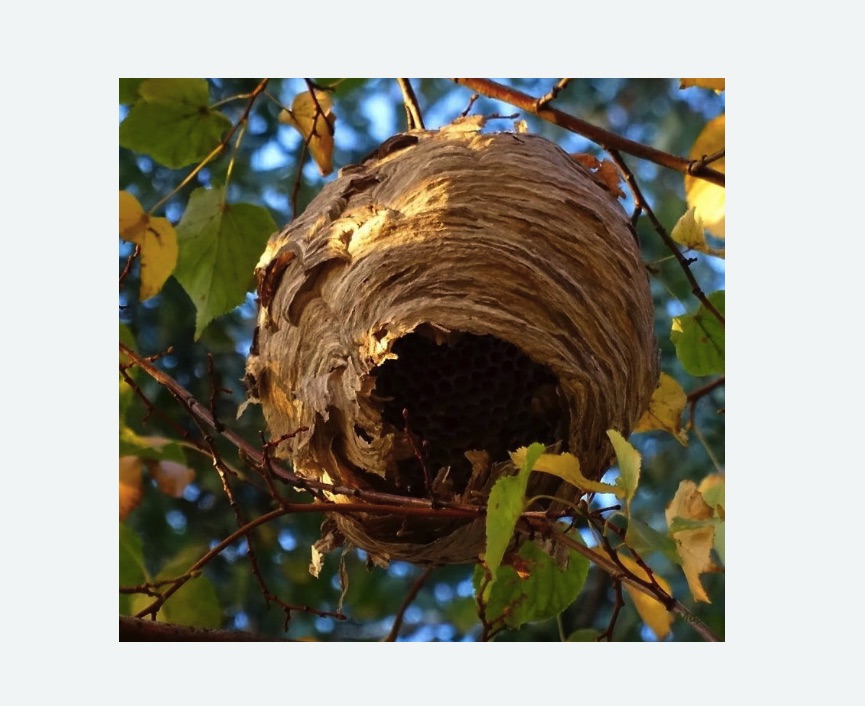 Обработка от шершней в Черногорске