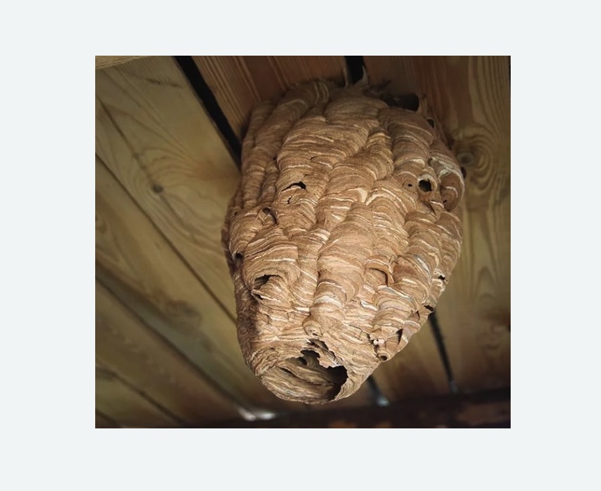 обработка от шершней в Черногорске