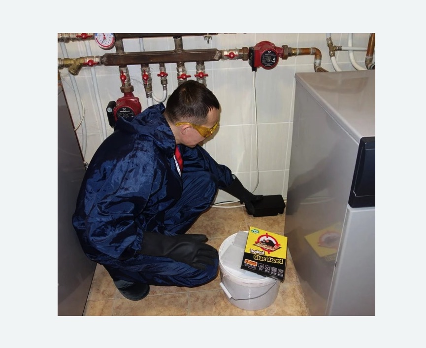 Уничтожение крыс в Черногорске