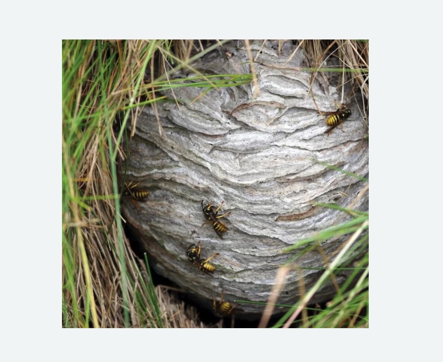 Уничтожение ос и ульев в Черногорске